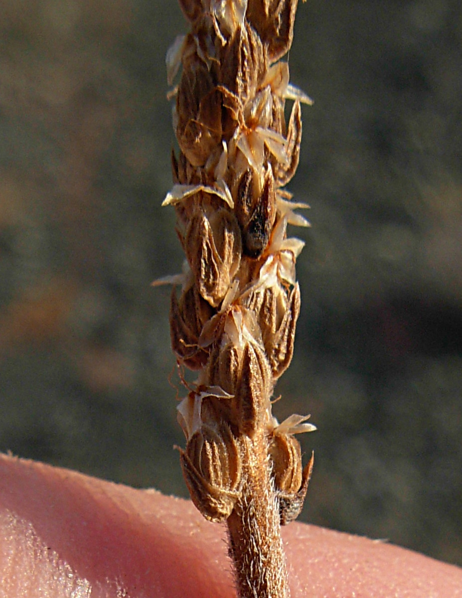 Plantago maritima L. subsp. serpentina (All.) Arcang.
